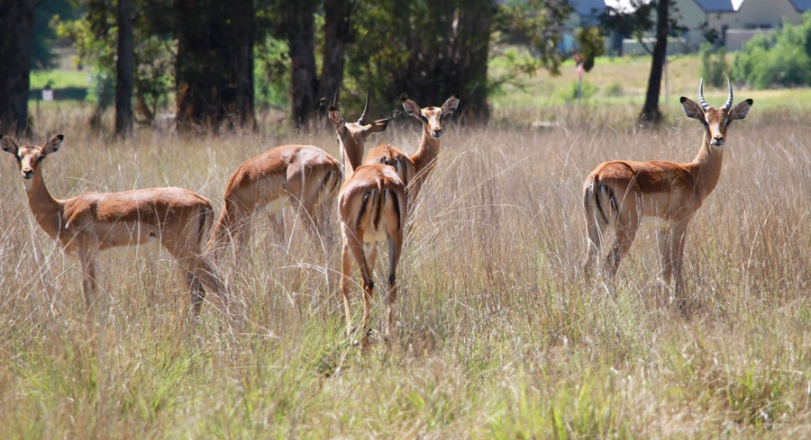 0 Bedroom Property for Sale in Heron Banks Golf Estate Free State